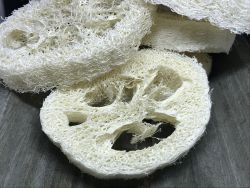 luffa
